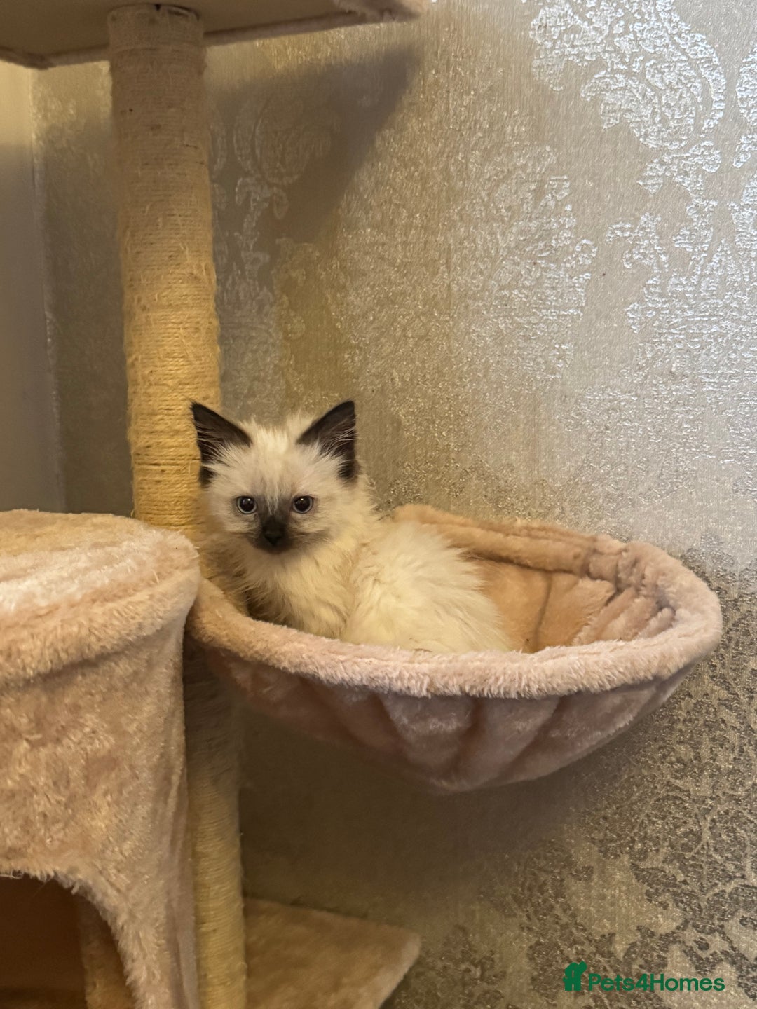 Ragdoll cats for sale: x2 female ragdoll kittens  - Image 1