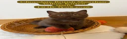 British Shorthair cats for sale: 3 Beautiful Autumn Coloured Kittens🤎🍂 - Advert 10