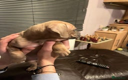 Mixed Breed dogs for sale: Boxer/Staff/Cane Corso Puppies for Sale - Advert 22