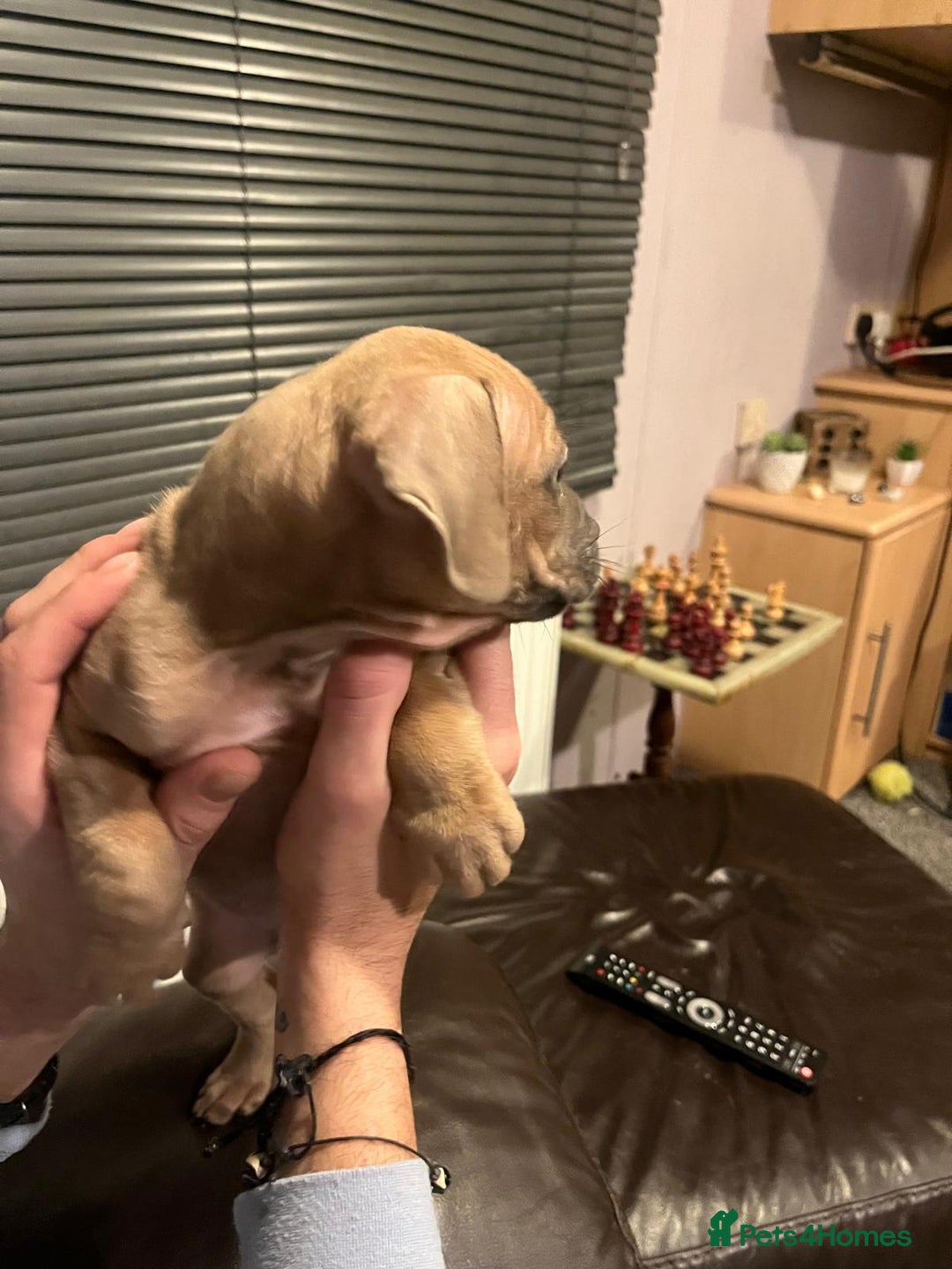 Mixed Breed dogs for sale: Boxer/Staff/Cane Corso Puppies for Sale - Advert 22