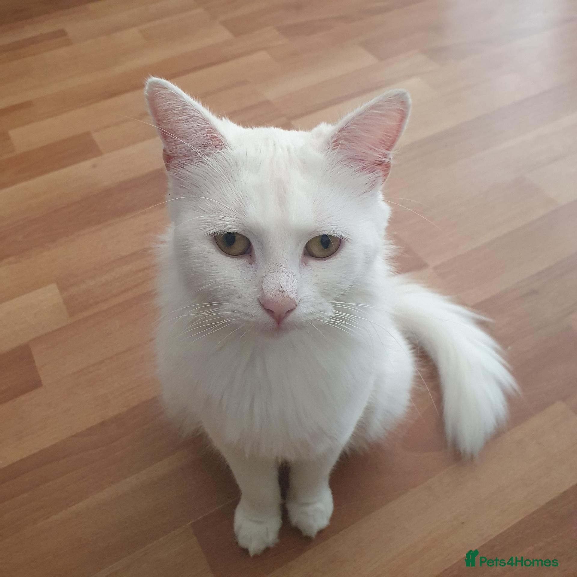 Turkish Angora cats 22 months old female turkish angora cat - Advert 8
