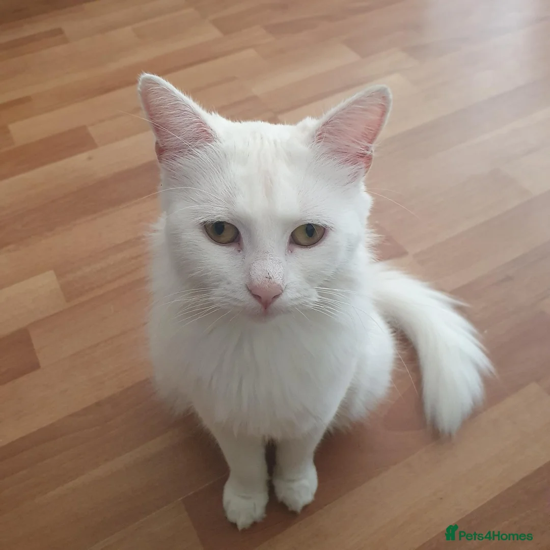 Turkish Angora cats for sale: 22 months old female turkish angora cat - Advert 2