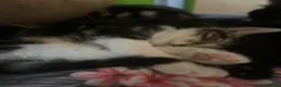 Mixed Breed cats for sale: 🐱 Adorable Kittens Looking for Loving Homes! 🏡❤️ - Advert 8
