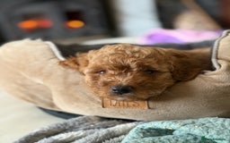 Cavapoo dogs for sale: 1 F2 Cavapoo Puppy Available–Ready for Loving Home - Image 7
