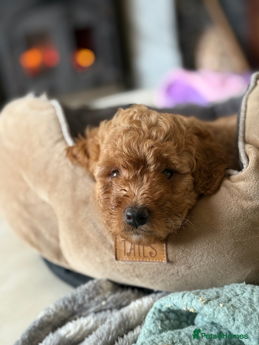 Cavapoo dogs for sale: 1 F2 Cavapoo Puppy Available–Ready for Loving Home - Image 7