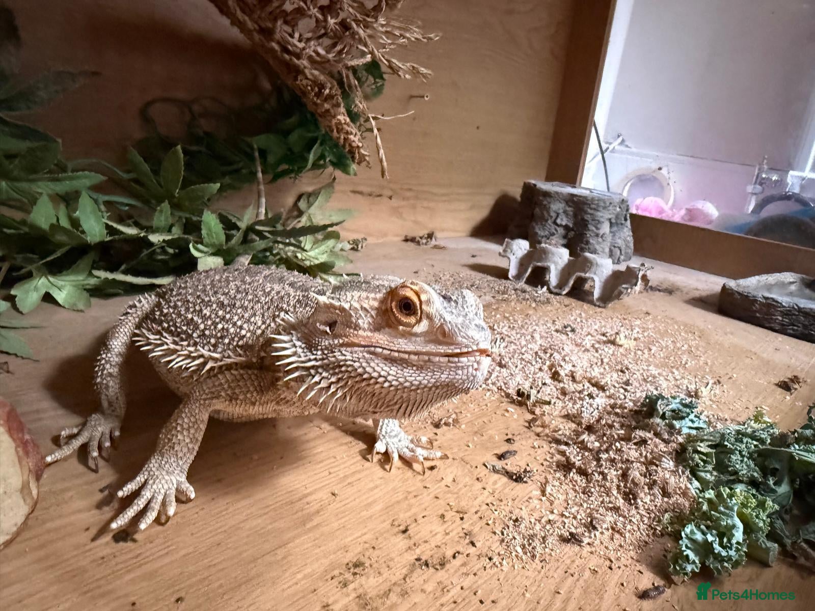 Bearded Dragon reptiles 4-Year-Old Bearded Dragon + 4ft Vivarium & Setup - Advert 1