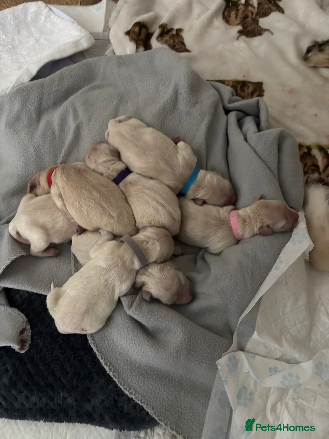 Goldendoodle dogs for sale: ESMES GOLDENDOODLES - Advert 7