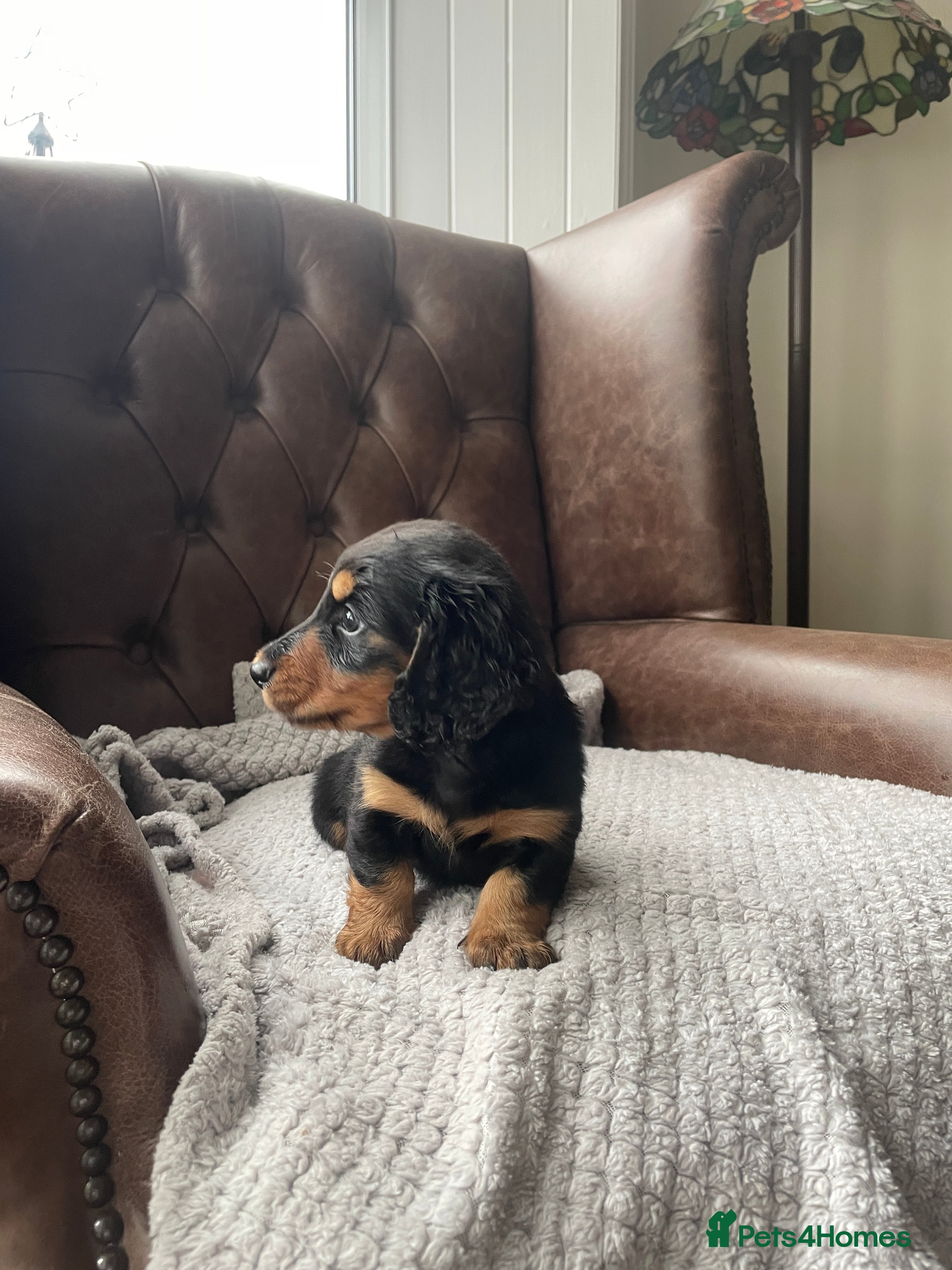 Miniature Dachshund dogs Miniature longhaired dachshund Black and Tan boy  - Advert 8