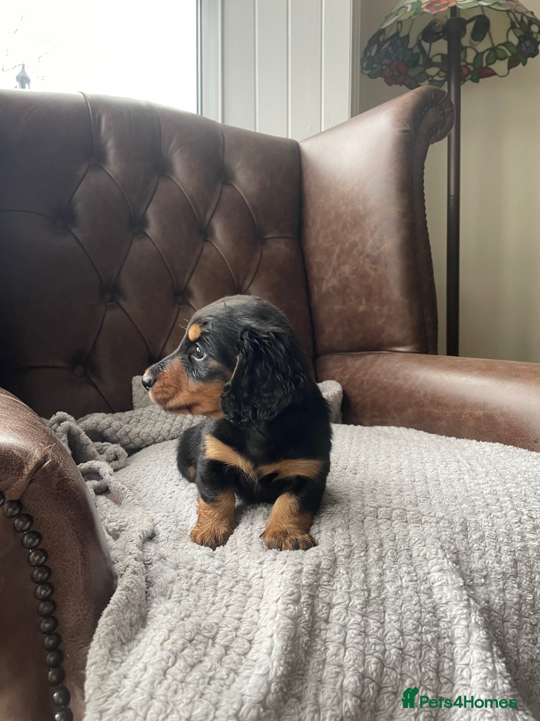 Miniature Dachshund dogs for sale: Miniature longhaired dachshund puppies   - Advert 4