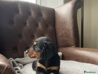 Miniature Dachshund dogs Miniature longhaired dachshund Black and Tan boy - Advert 8