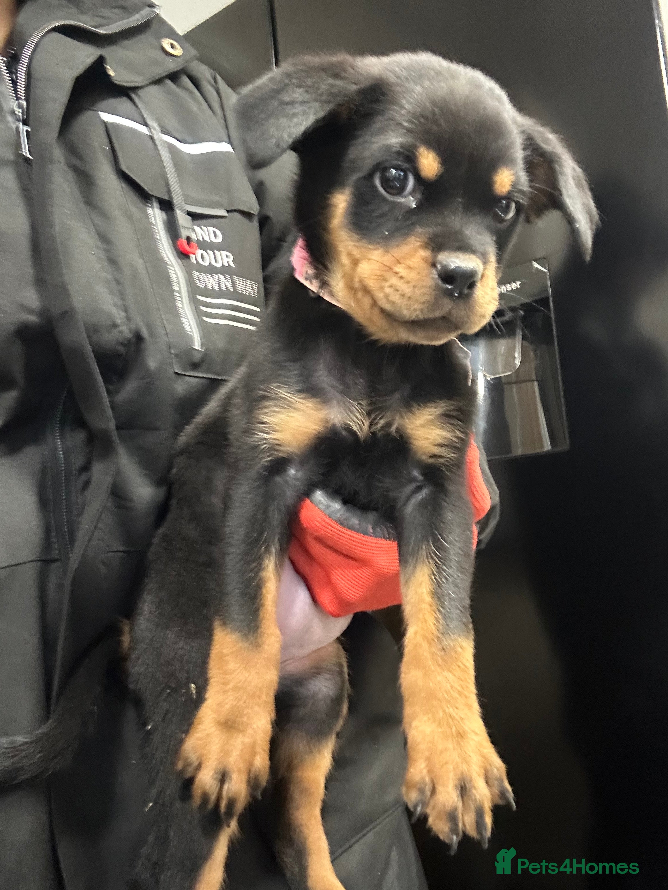 Rottweiler dogs Champion  bloodline Rottwiler Puppies  - Advert 3