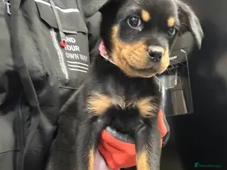 Rottweiler dogs Champion bloodline Rottwiler Puppies - Advert 1