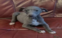 Italian Greyhound dogs for sale: Iggys pup - Image 4