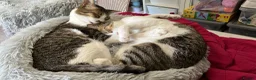 Mixed Breed cats for adoption: [Indoors Only] Lex & Luthor - Adorable Brothers! - Advert 16