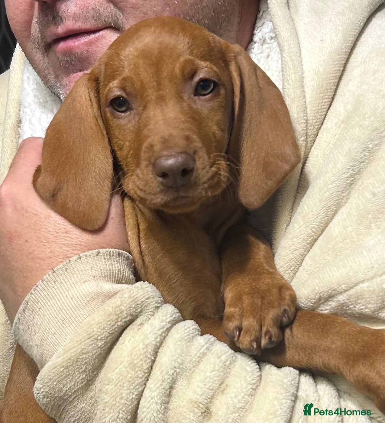 Hungarian Vizsla dogs KC registered Hungarian vizsla pups  X(boys) - Advert 2