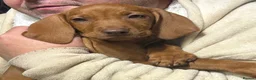 Hungarian Vizsla dogs for sale: 1 x KC registered Hungarian vizsla puppy £1600 - Advert 6