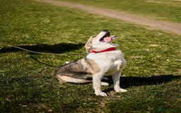 Mixed Breed dogs for adoption: 💖🐶 NINA 🐶💖 - Image 21