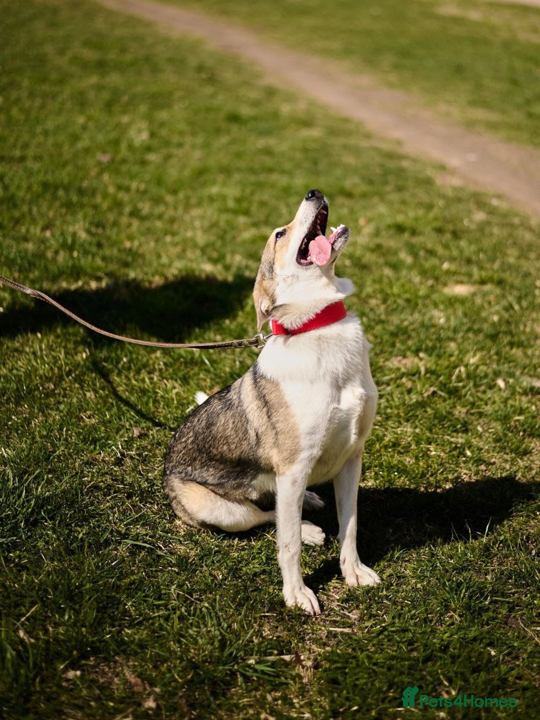 Mixed Breed dogs for adoption: 💖🐶 NINA 🐶💖 - Image 21