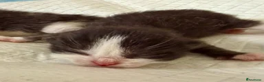 British Shorthair Kitten 3