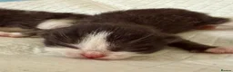 British Shorthair cats for sale: 3/4 British Shorthair 1/4 Mainecoon  - Advert 5