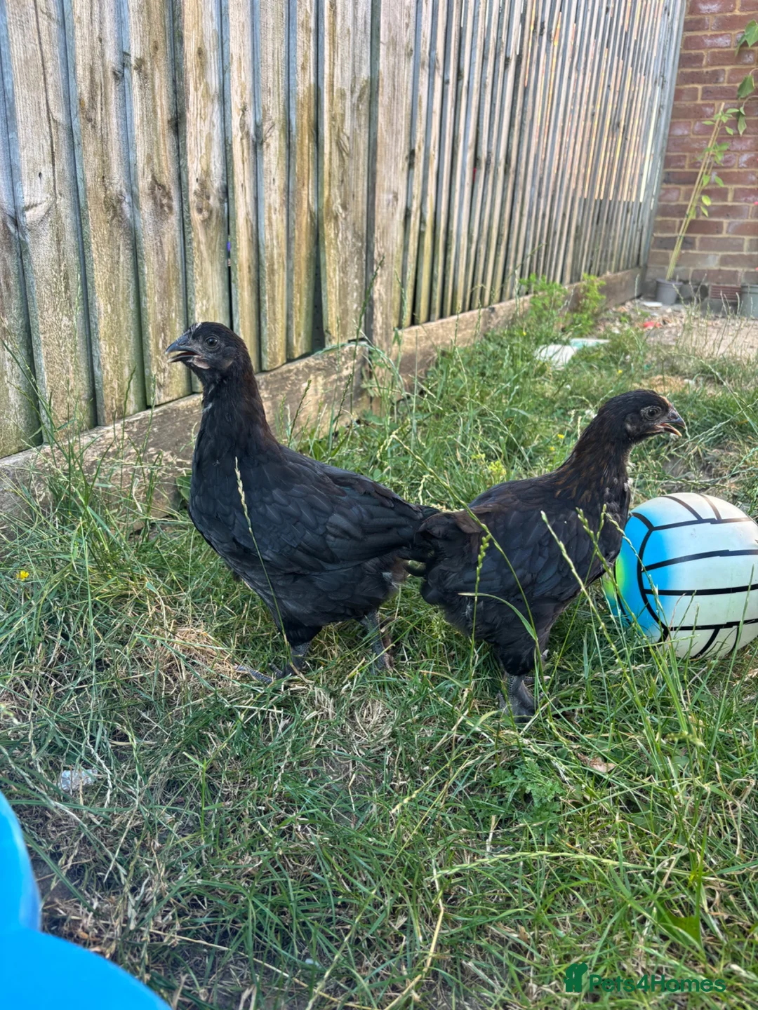 Chickens poultry for sale: 8 week old Hens for sale  - Advert 1