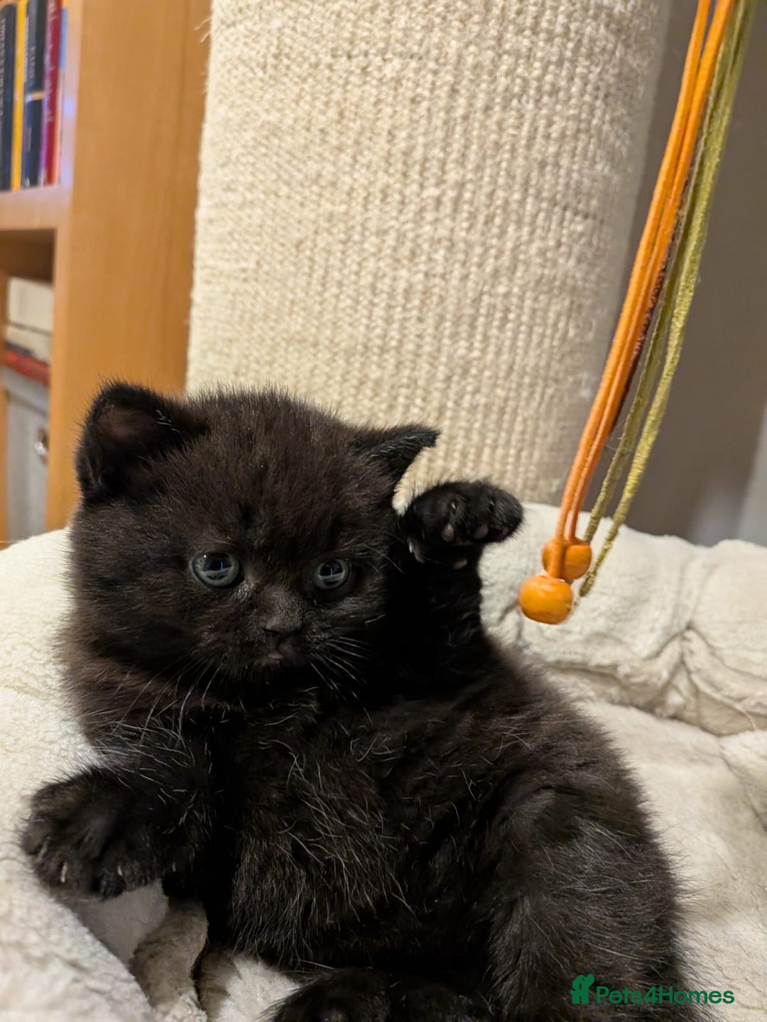 British Shorthair cats for sale: Multi-colour GCCF British Shorthair kittens  - Advert 25