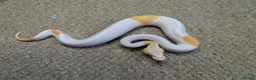 Python Snake reptiles for sale: 2026 Royal Python Hatchlings in Telford - Advert 6