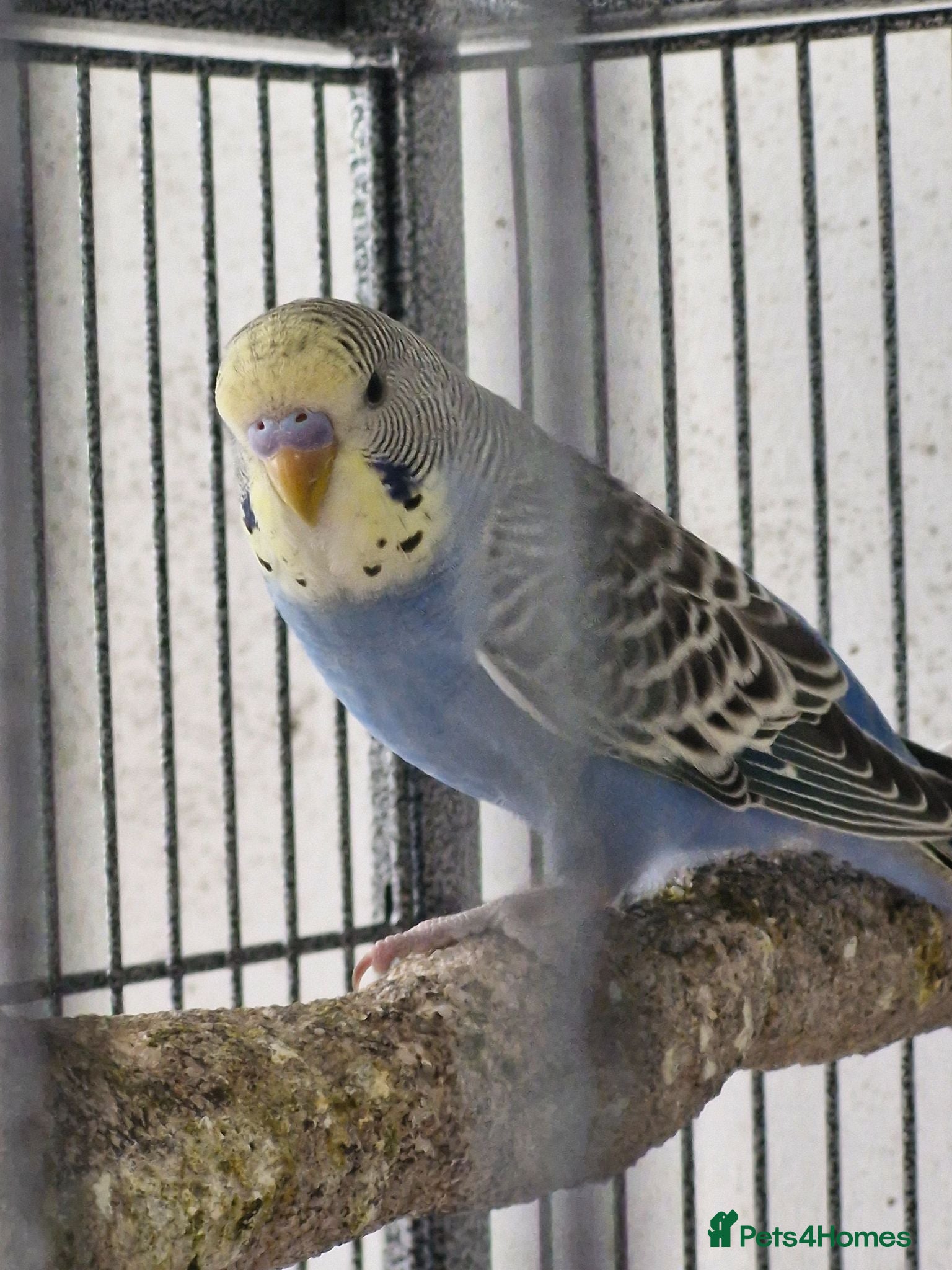 Budgerigars birds 2 Baby Budgies-ready now - Advert 2