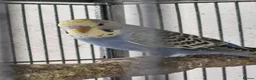Budgerigars birds for sale: 3 Baby Budgies-ready now - Advert 4