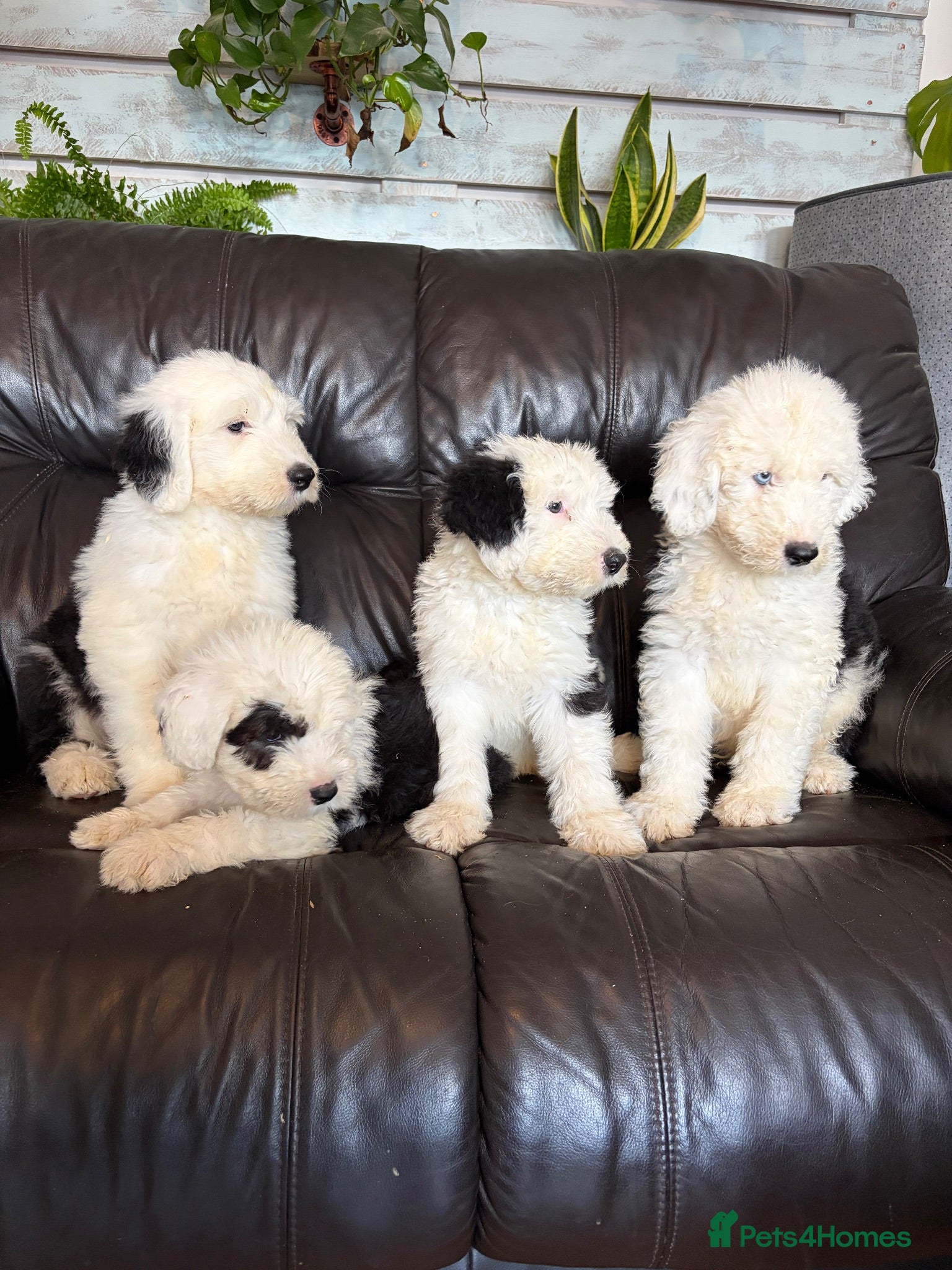 Old English Sheepdog dogs Kc Registered Old English Sheepdogs  - Advert 3