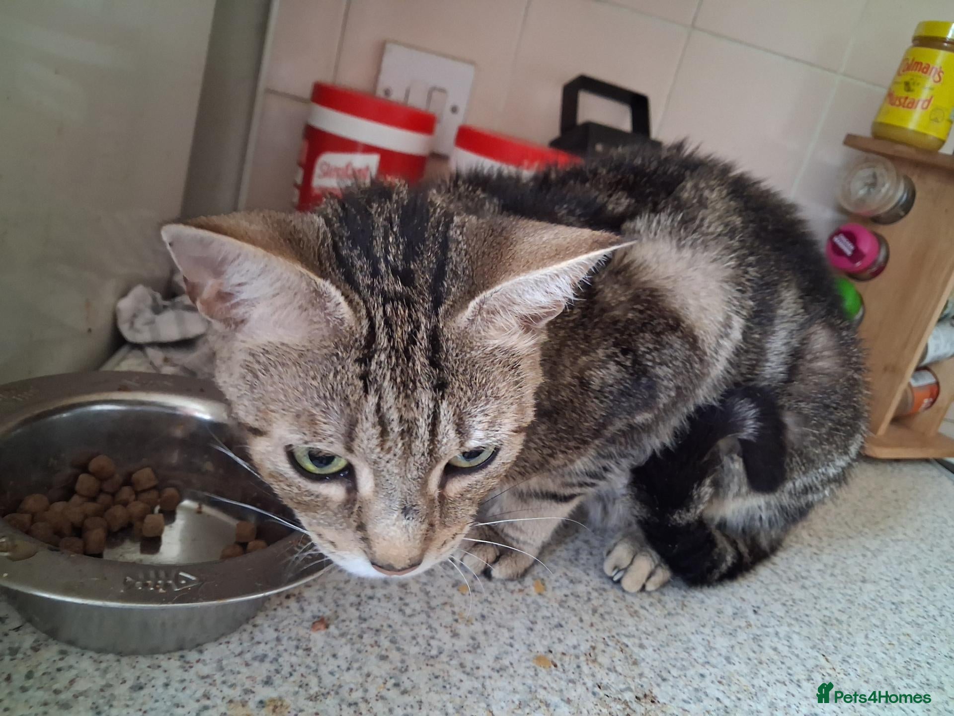 British Shorthair cats 5 Short-hair Mixed Tabby kittens - Advert 1