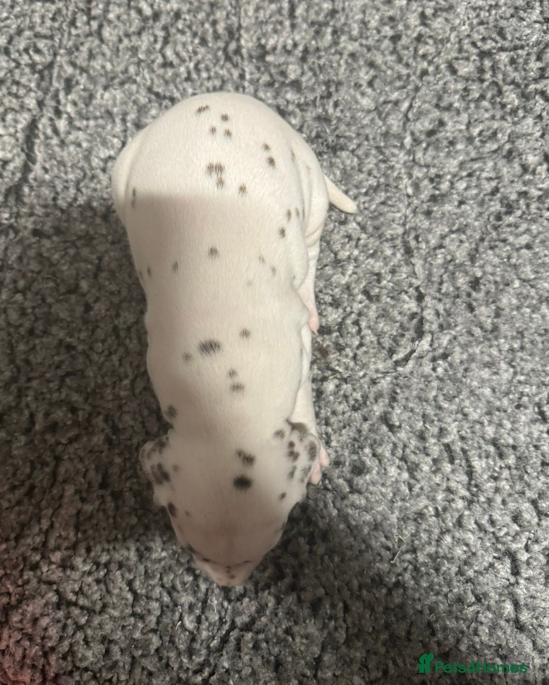 Dalmatian dogs for sale: Liver spotted Dalmatians  - Advert 9