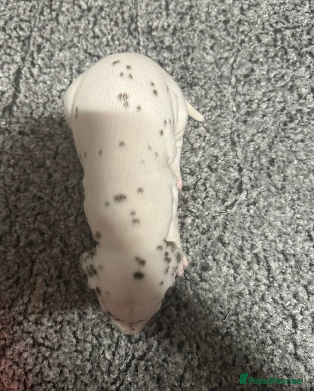 Dalmatian dogs for sale: Only 1 boy available  - Advert 21