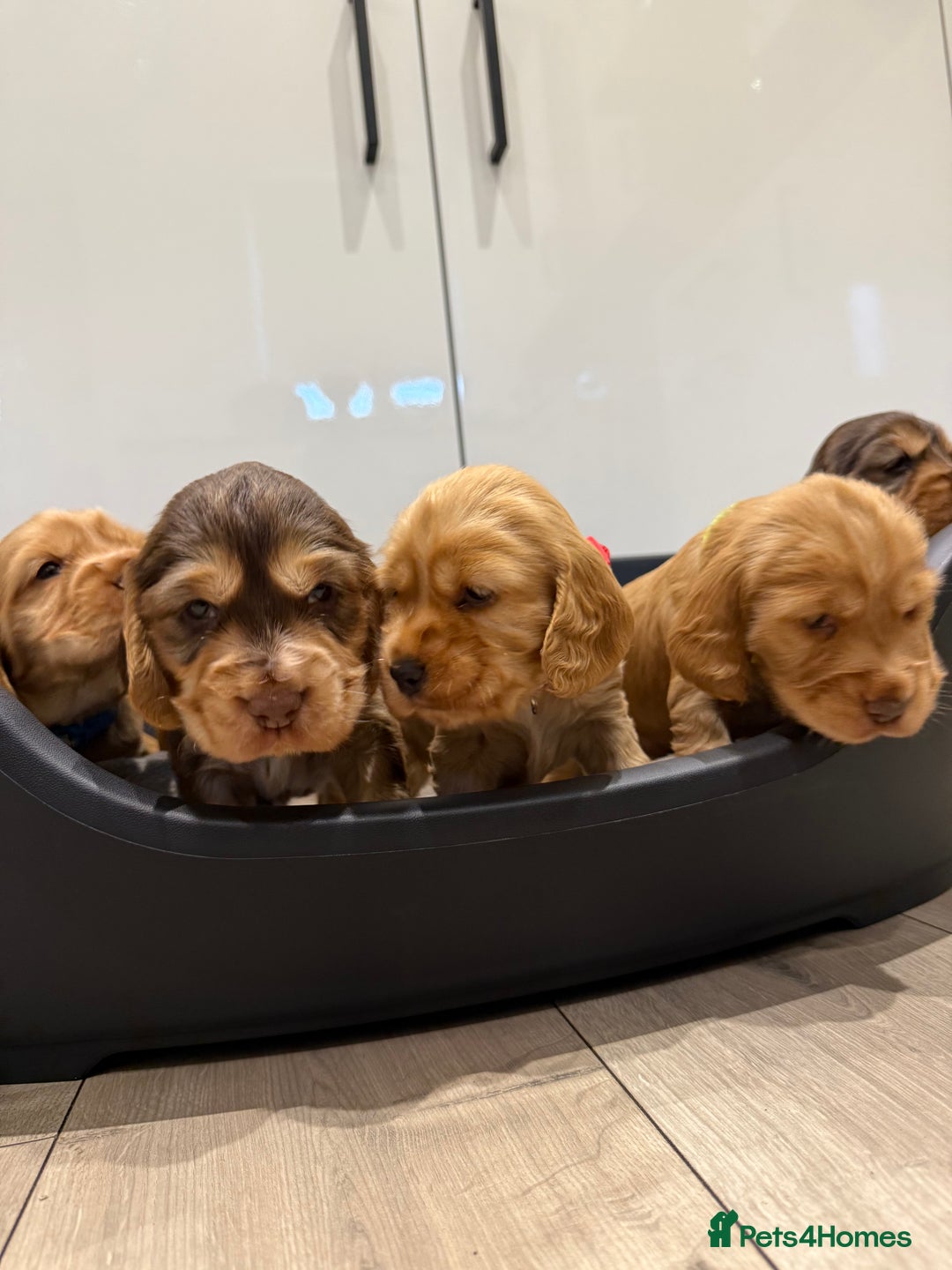 Cocker Spaniel dogs for sale: Exceptionally Beautiful Show Cockers  - Advert 7