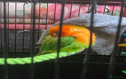 Lovebirds birds for sale: Fischer lovebird - Image 2