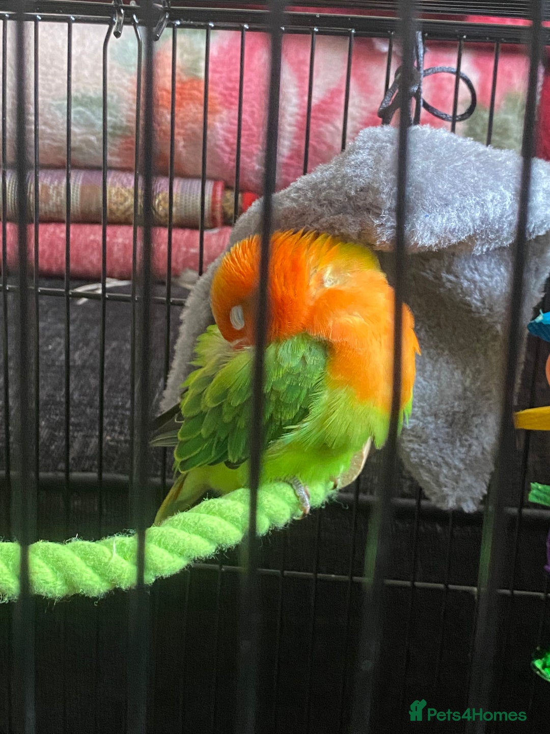 Lovebirds birds for sale: Fischer lovebird - Image 2