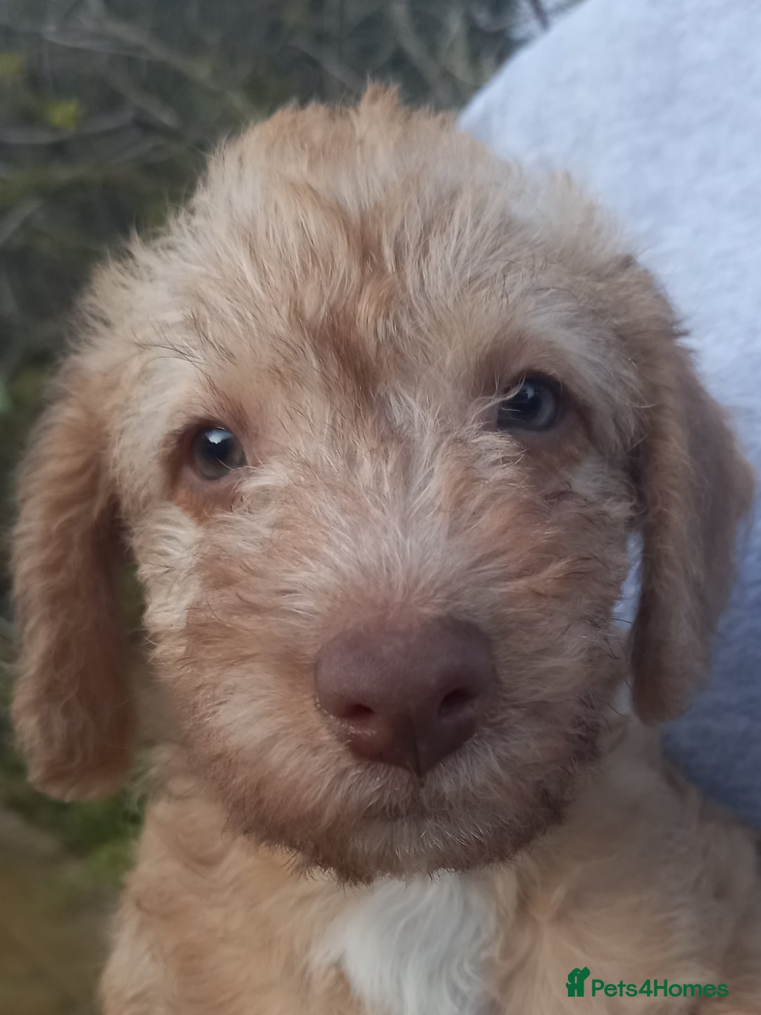 Bedlington Terrier dogs for sale: 7/8 Bedlington 1/8 whippet puppies  - Advert 4