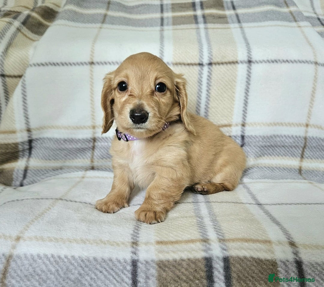 Miniature Dachshund dogs for sale: Beautiful long haired mini dachshunds  in Peterborough - Image 8