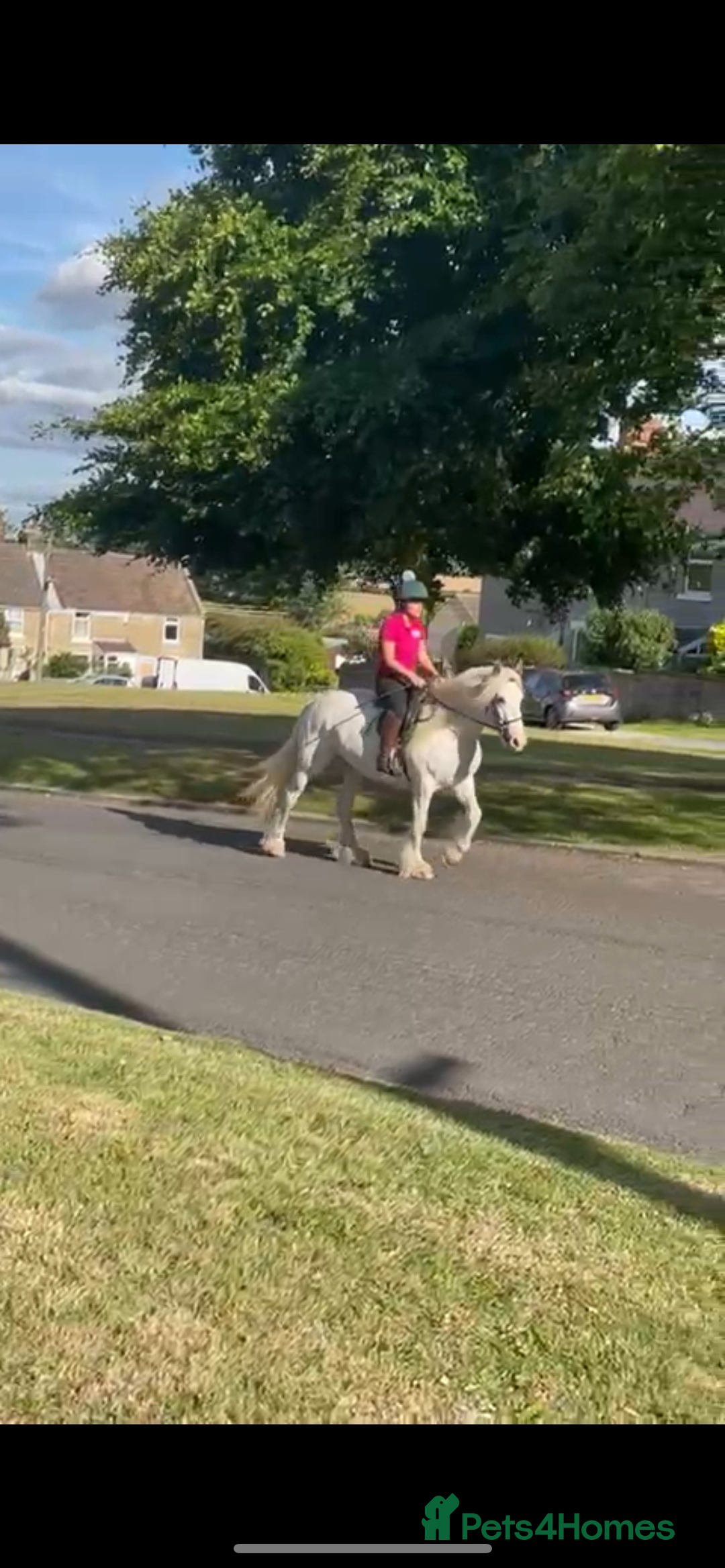 Irish Cob horses for sale: Best in blue 💙 - Image 3