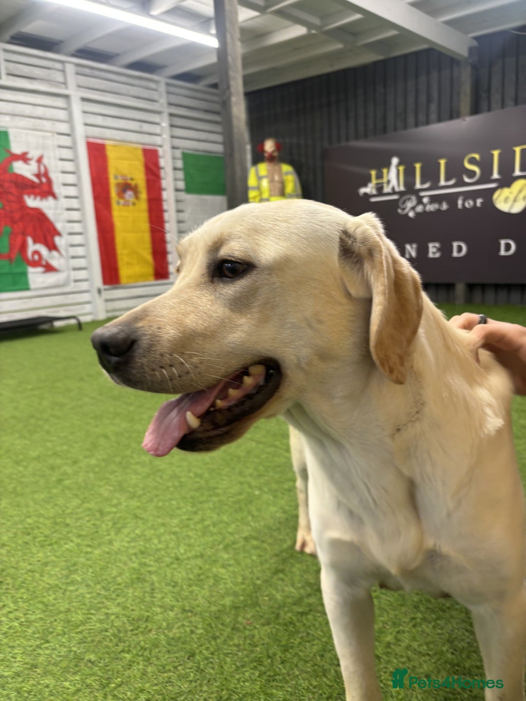 Labrador Retriever dogs for sale: New Litter of Labradors - Ready for Training  - Advert 5