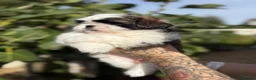 Shih Tzu dogs for sale: 5 purebred adorable fluffy shihtzu’s ready to view - Advert 12