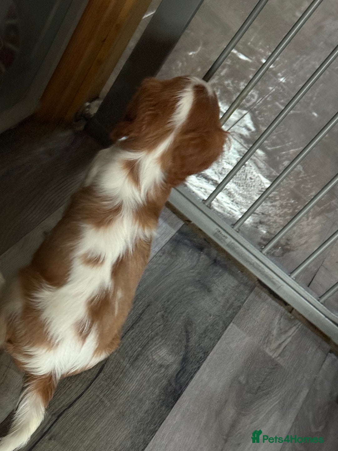 Cavalier King Charles Spaniel dogs for sale: Kennel club reg dna cavalier pups fully vaccine  - Image 19