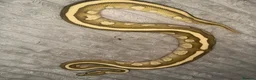 Python Snake reptiles for sale: Male Lesser Fire YB het clown het desert ghost  - Advert 4