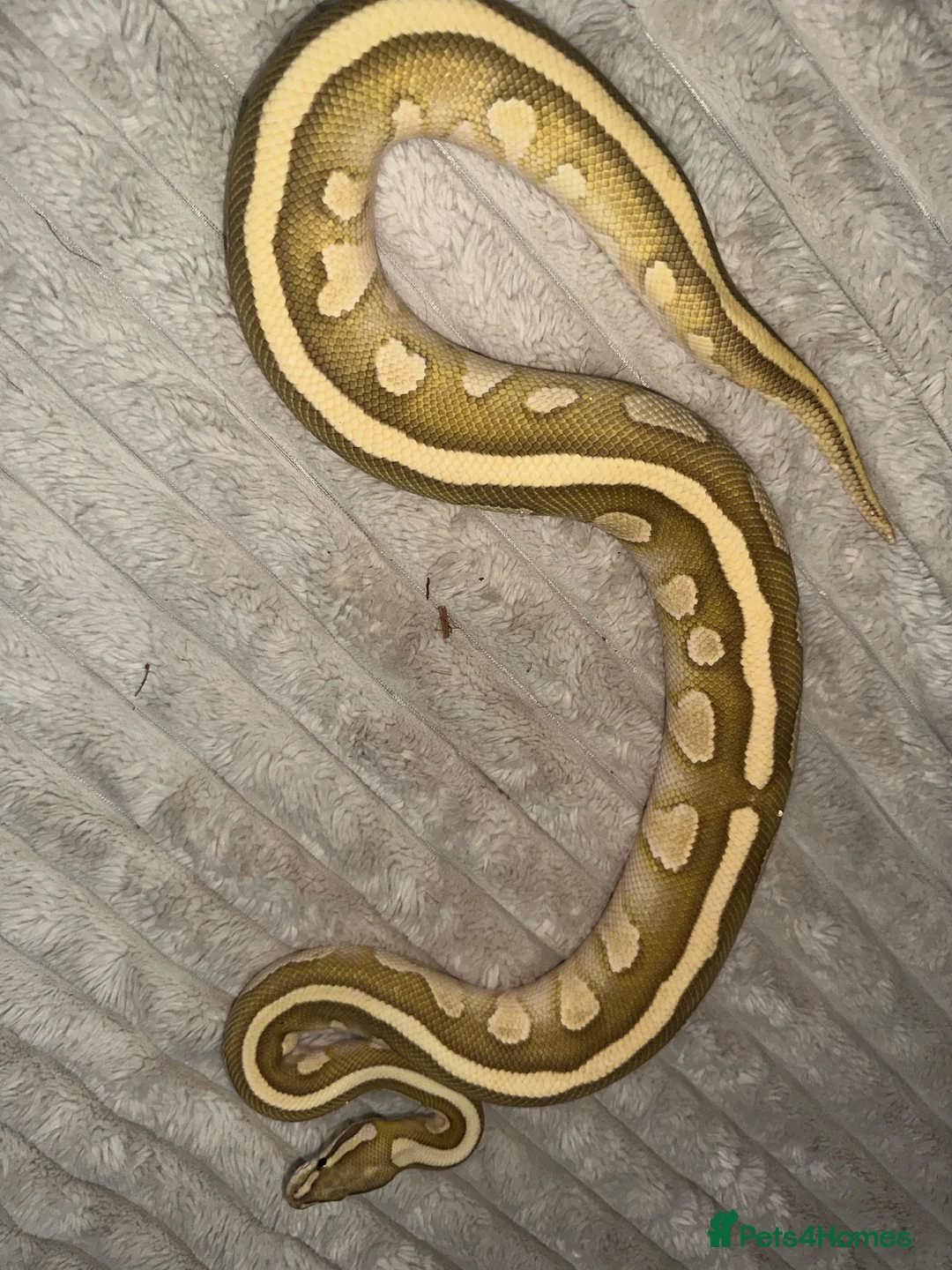 Python Snake reptiles for sale: Male Lesser Fire YB het clown het desert ghost  - Advert 4