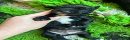 Springador dogs for sale: **1 bitch 1 dog left** lovely springerdors - Advert 6