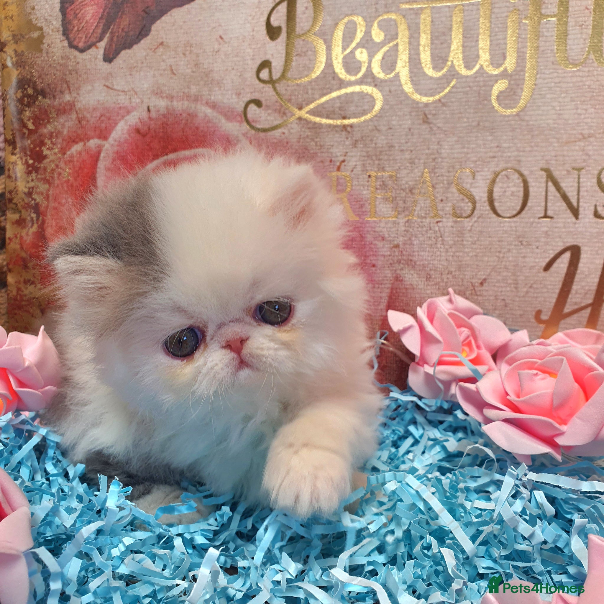 Persian cats Pure breed Persian Kittens 😸  - Advert 4