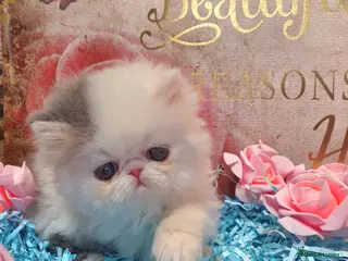 Persian cats Pure breed Persian Kittens 😸 - Advert 1