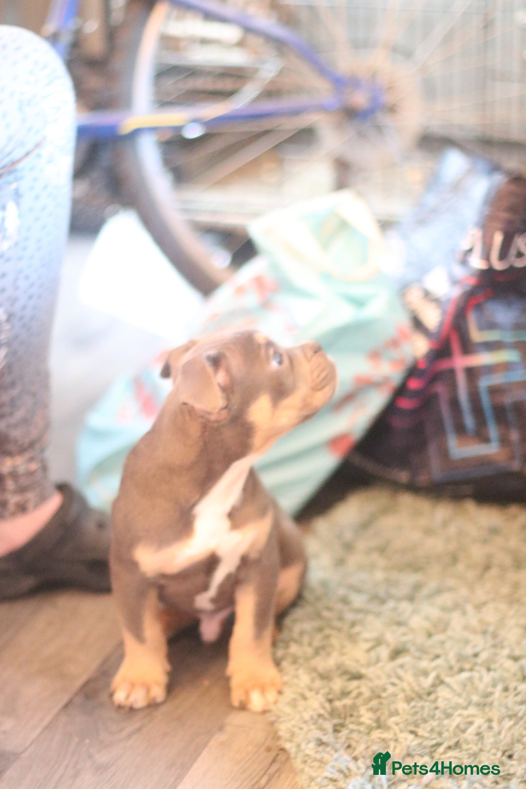 Dorset Olde Tyme Bulldogge dogs for sale: Victorian bulldogs - Advert 6