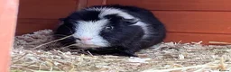 Guinea Pig rodents for sale: 2x lovely bonded male guinea pigs in York - Advert 3