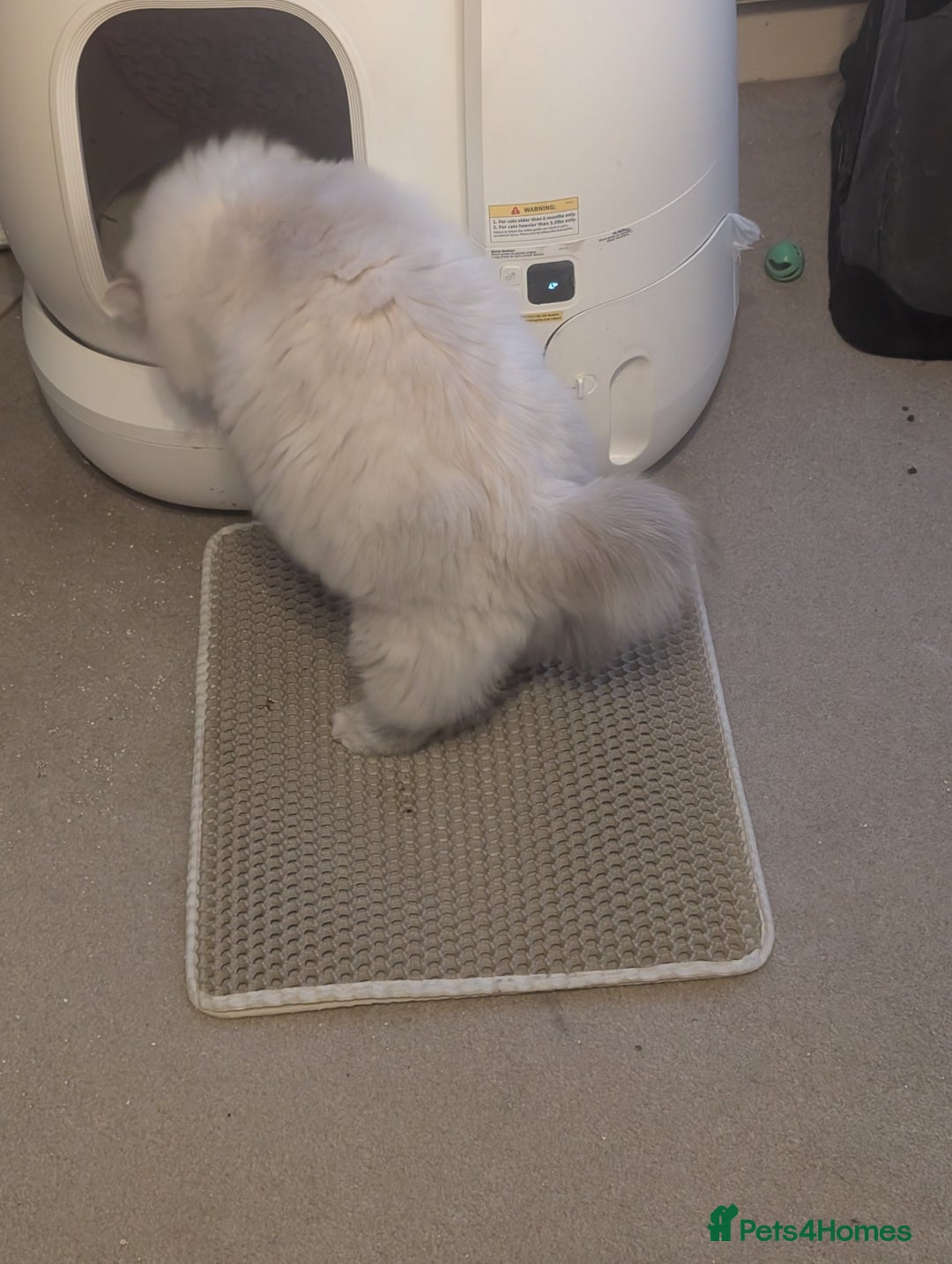 Ragdoll cats for sale: Ragdoll Girl  - Advert 3